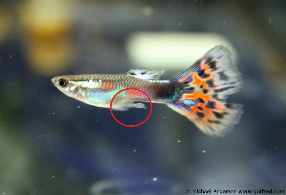 Guppy - Poecilia reticulata