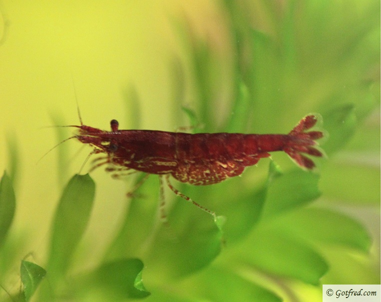 RCS reje - Red Cherry Shrimp - Neocaridina heteropoda