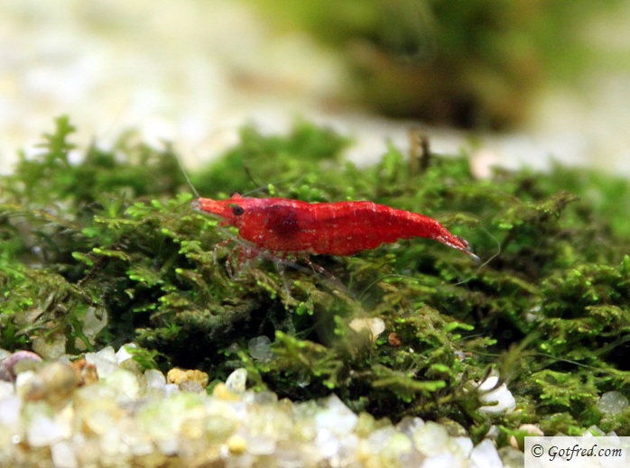 RCS reje - Red Cherry Shrimp - Neocaridina heteropoda