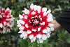 Dahlia