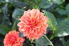 Dahlia